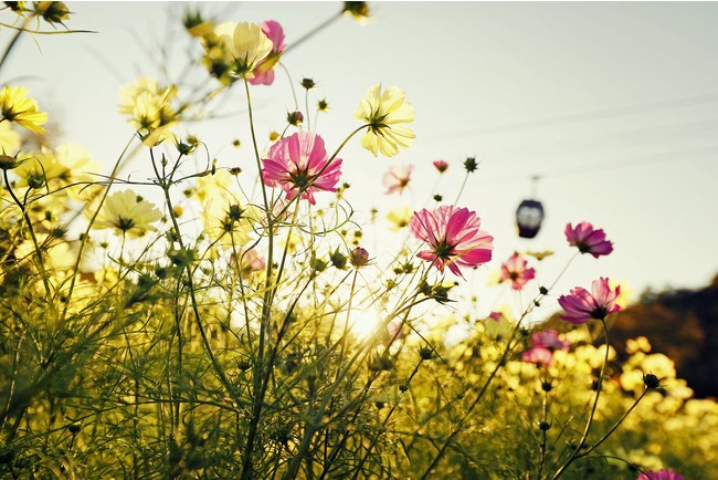 コスモス 10月上旬-12月上旬