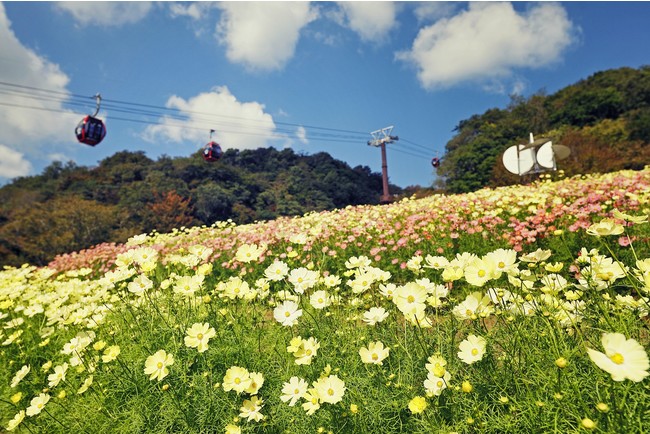 コスモス 10月上旬-12月上旬（風の丘フラワー園）