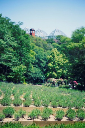 ラベンダー ラベンダー園 ラベンダー ラベンダー園