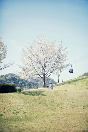 山桜と芝生広場(風の丘芝生広場) 山桜と芝生広場(風の丘芝生広場)