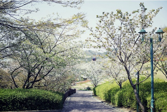 山桜のトンネル（風の丘エリア）