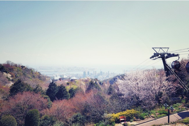 展望プラザからの山桜と神戸の景色 展望プラザからの山桜と神戸の景色