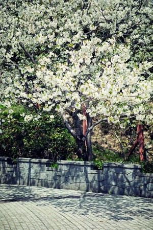 大きな山桜（ハーブミュージアム下）