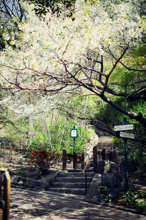山桜と散策路（林の小径）