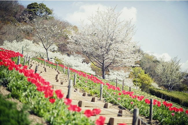 山桜とチューリップ(風の丘フラワー園) 山桜とチューリップ(風の丘フラワー園)