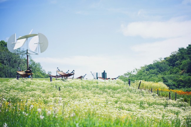 カモミール 6月上旬まで カモミール 6月上旬まで