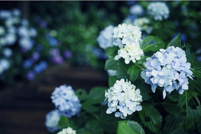 神戸布引ハーブ園の アジサイ がまもなく見ごろです 淡い青 紫 ピンク 白の花色が 晴れた日には木漏れ日を浴び鮮やかに 雨の日にはしっとり幻想的に 木陰の中散策する道中を 彩り で埋め尽くします 神戸リゾートサービス株式会社のプレスリリース