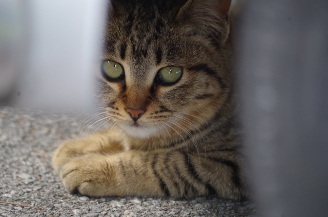 猫がクルマに入り込んでしまったトラブル１ヶ月で１９件 暖かい沖縄でも発生 寒い冬だけでなく １年通してご注意ください Jafのプレスリリース