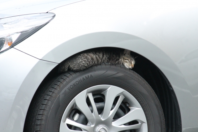 タイヤの上でくつろぐ猫（イメージ）