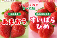 【スイパラ】いちごの王様「あまおう」が食べ放題に仲間入り♪3/8より「あまおうすいぱらひめ食べ放題」開催決定!