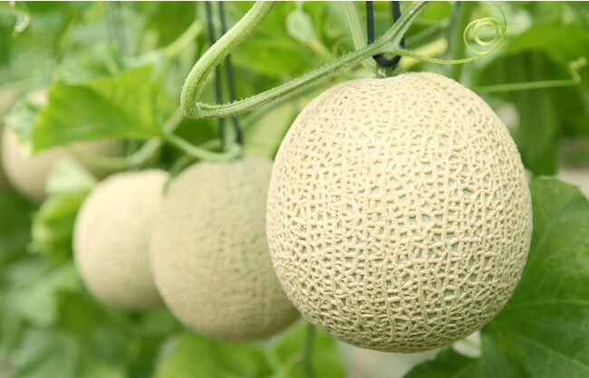 牧さんのアールスメロン 牧さんのアールスメロン