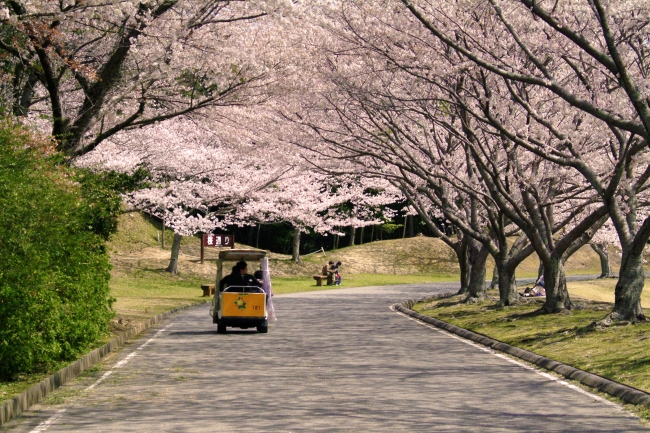 つま恋リゾート彩の郷 園内1600本の桜がお待ちしています 温泉 グルメ レジャーも満喫できる桜の名所 Hmiホテルグループのプレスリリース