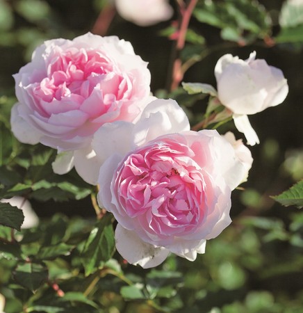 最新品種タイプゼロのバラ「シャリマー」　PHOTO／福岡将之