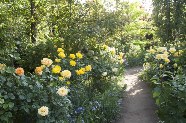 バラの庭のイメージ