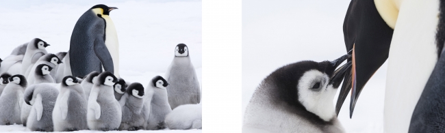 12年の時を経てふたたび極寒の南極へ。誰も観たことのない、驚きと感動の映像叙事詩！『皇帝ペンギン ただいま』2019年2月2日（土）Blu-rayu0026DVD発売決定！  企業リリース | 日刊工業新聞 電子版