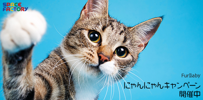 2月22日はニャンニャンニャン 雑貨ブランド Furbaby ファーベイビー 猫 の日キャンペーン開催のお知らせ 株式会社スペースファクトリーのプレスリリース