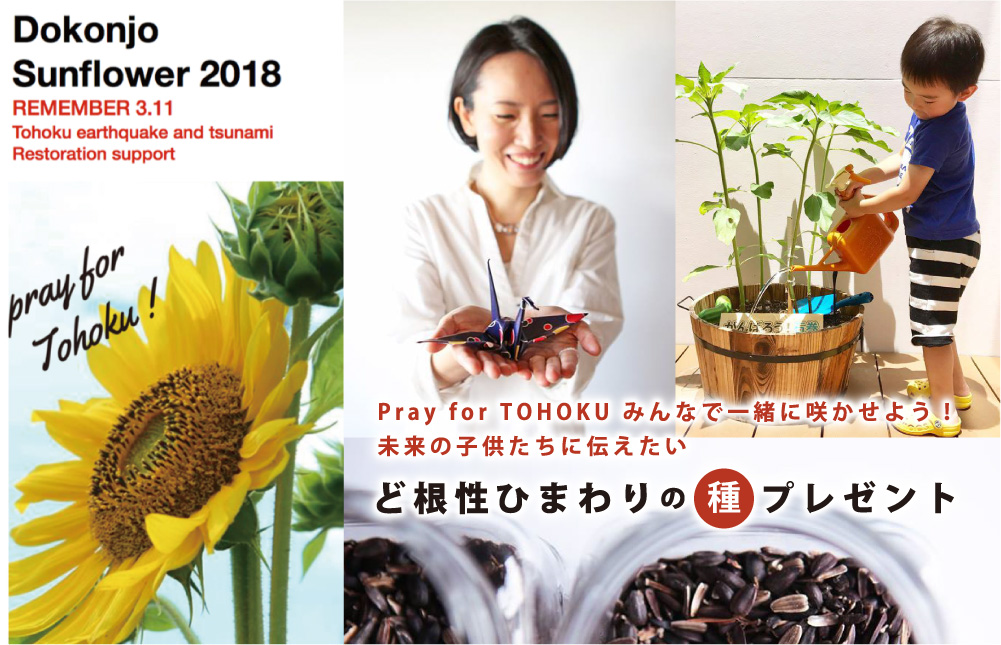 Pray For Tohoku みんなで一緒に咲かせよう 未来の子供たちに伝えたい ど根性ひまわりの種 プレゼント 小さいふ クアトロガッツのプレスリリース