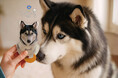 犬好き・猫好きパパに贈りたい!ペットの写真が本革キーケースに。1000円OFF「父の日早割」キャンペーンを6/1まで開催中。
