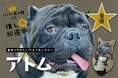 「推し犬総選挙2025結果発表」総フォロワー約54万人が見守った1位。「アメリカンブリー アトム」の本革キーケースを11月期間限定で発売いたします。