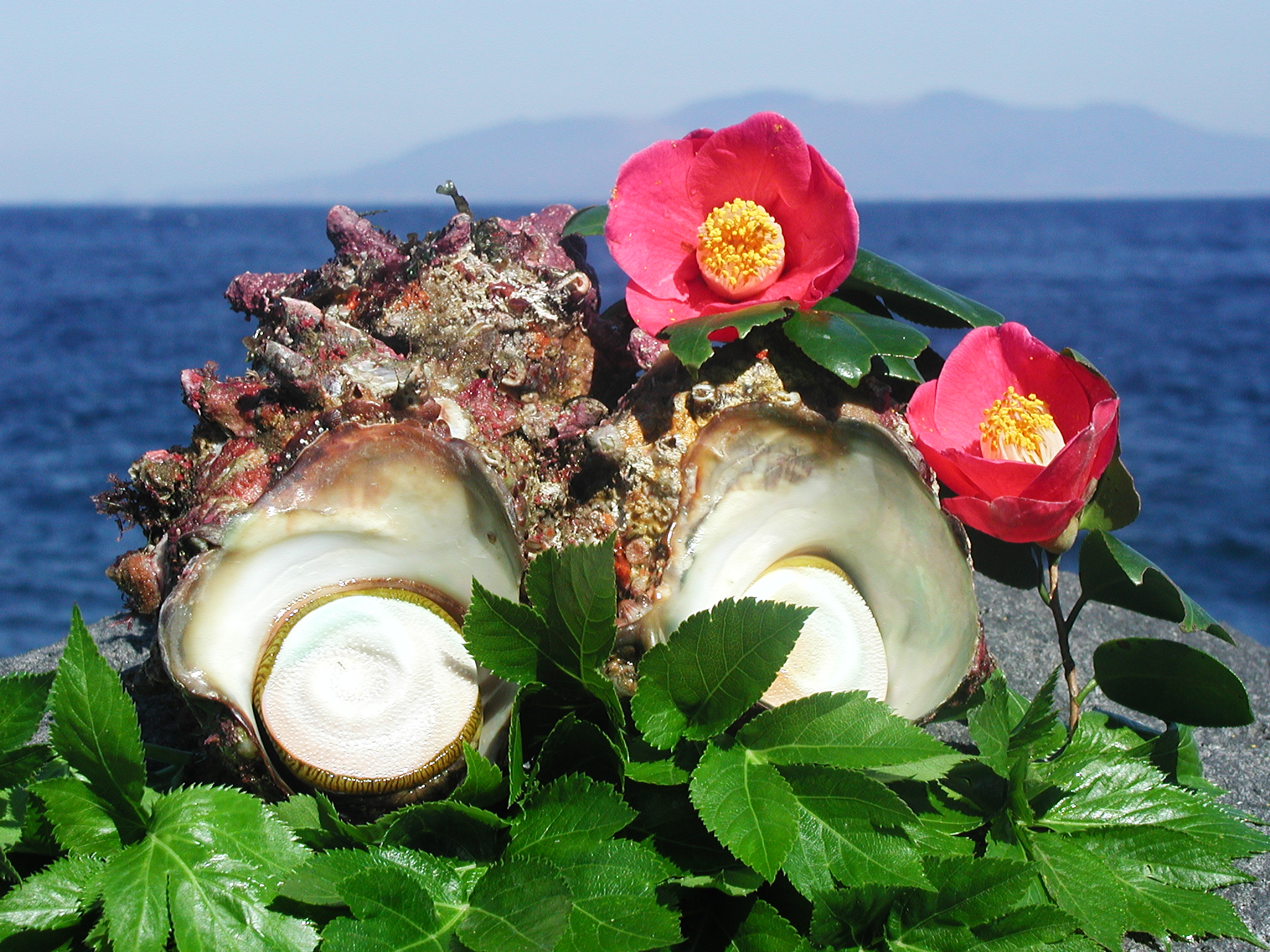 第11回 島グルメ美食の会 In 東京愛らんど 利島の海の幸と小笠原の海洋生物 公益財団法人東京都島しょ振興公社のプレスリリース