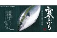和食麺処サガミで「寒ぶりメニュー」を販売開始!