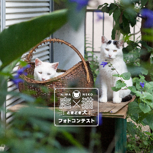 庭×猫　ときどき犬　フォトコンテスト