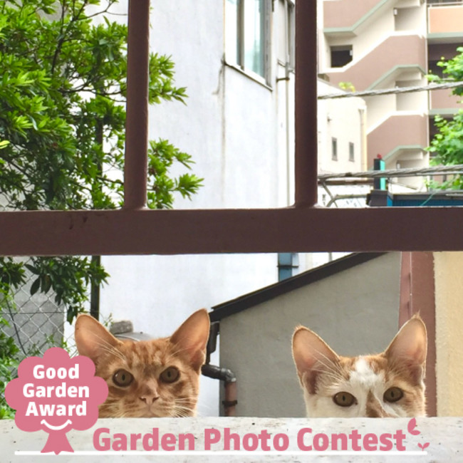 Good Garden Award　2月22日はにゃんにゃん、猫の日素敵なペットの写真大募集-