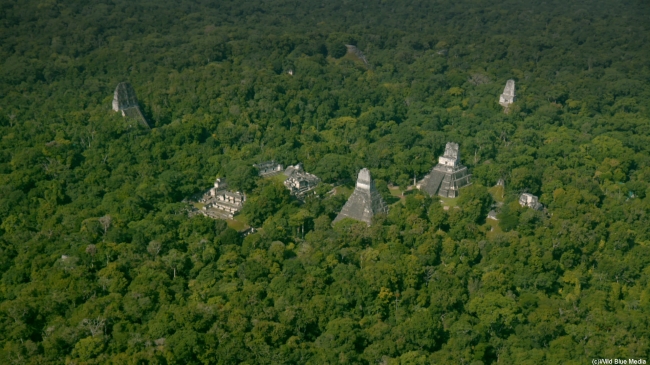 6万以上の人工建造物の存在が判明 マヤ文明の新発見に迫るドキュメンタリー マヤ文明 密林に隠された真実 ナショナル ジオグラフィックで18年2月14日 水 午後9時放送 Foxネットワークスのプレスリリース