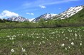 長野県HAKUBAVALLEY 「つがいけマウンテンリゾート」　北アルプスの絶景と高層湿原が織りなす天空の「栂池自然園」へ！