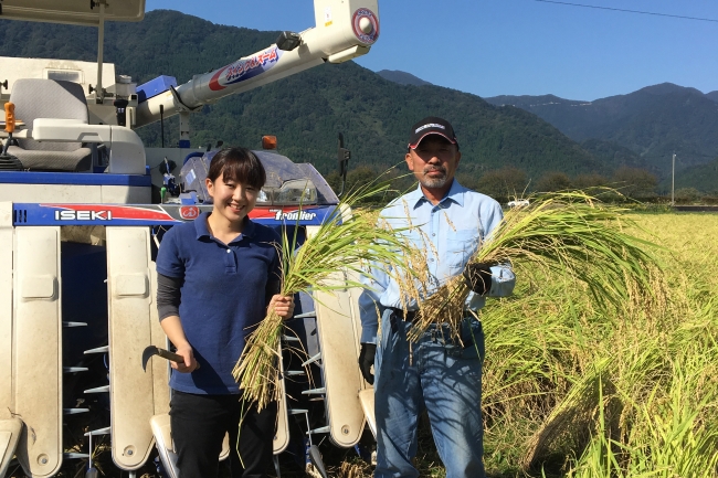 自社米の稲刈り風景