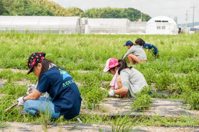 菊川市の農家のご協力のもと、1反の畑でハーブを栽培