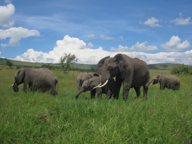 ケニア　マサイマラ国立保護区