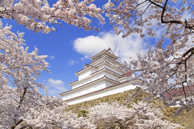 福島県：鶴ヶ城の桜（福島県観光復興推進委員会）