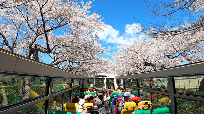 JTB北斗桜回廊バス（イメージ）