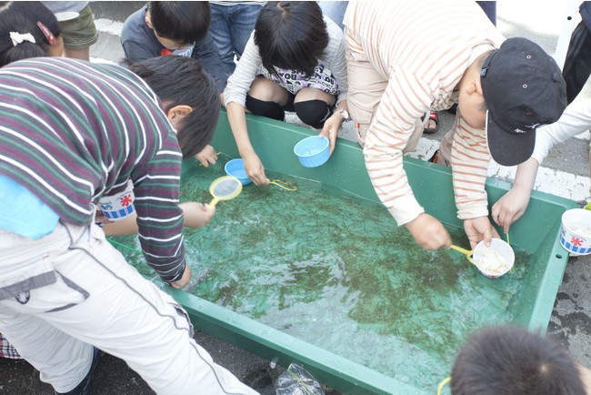 しろうおすくい