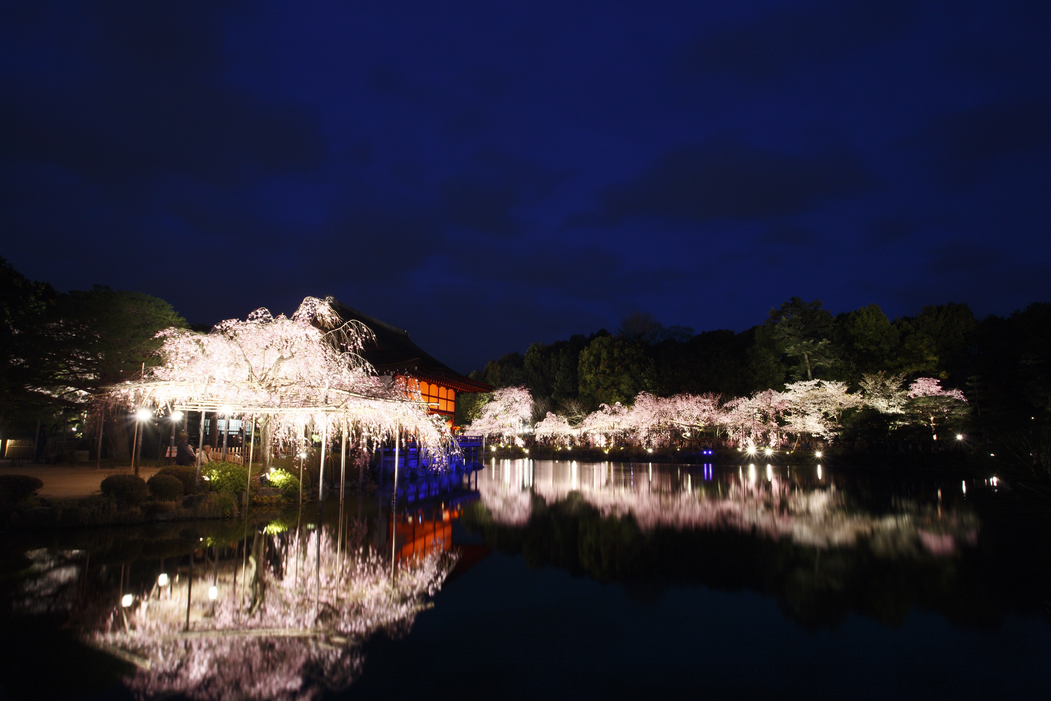 京都 平安神宮 紅しだれコンサート19開催 夜桜300本の中で華やかな演奏を堪能 目と耳で楽しむコンサートに 日本レコード大賞受賞者 宗次郎 日本を代表する雅楽師 東儀秀樹ら豪華出演者が集結 京都新聞ｃｏｍのプレスリリース