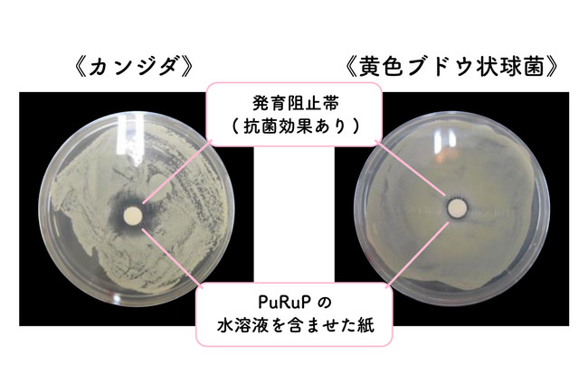 ※真菌・細菌を専⽤の容器の上に塗り、PuRuPの⽔溶液を含んだペーパーディスクをセットし、発育阻⽌帯（菌の発 育を認めない部分）の有無を確認