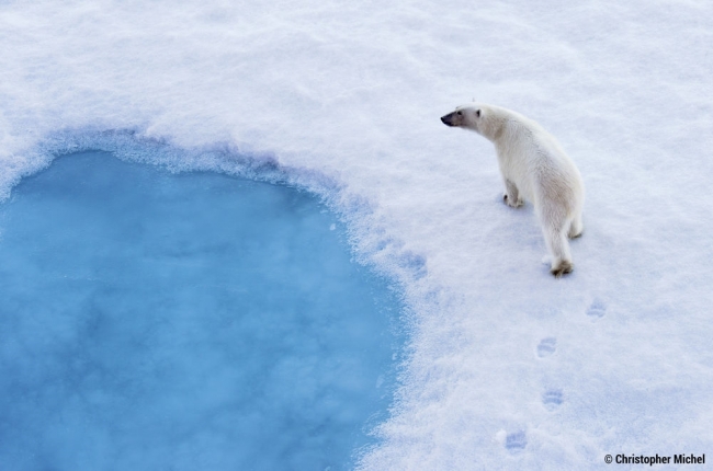 北極海のシロクマ（PPR／Breitling／Christopher Michel）
