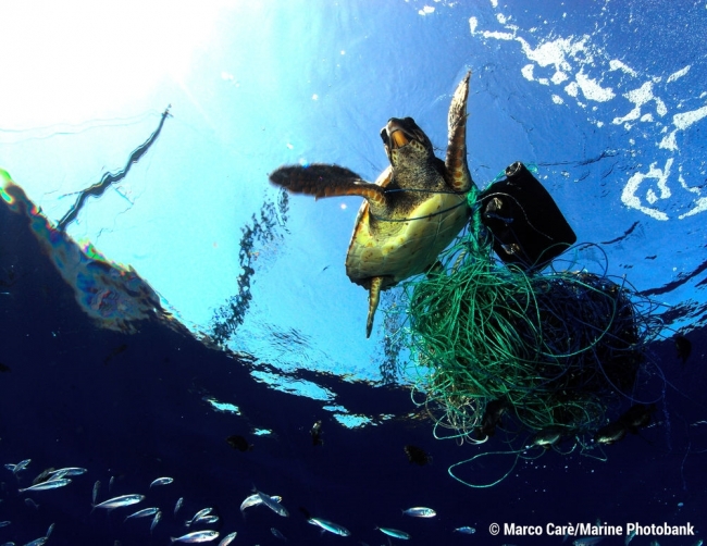 捨てられた釣具に絡まるウミガメ（PPR／Marco Carè／Marine Photobank）