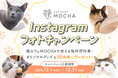 猫カフェMOCHAが贈る特別なキャンペーン癒しの空間で猫たちと心温まる瞬間を写真に残そう!「Instagramフォトキャンペーン」