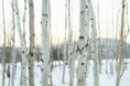 その一滴を、森へ還す。北海道・美深の森を守る「アムリアグリ白樺プロジェクト」始動。～化粧水の売上の一部を森林整備へ寄付～