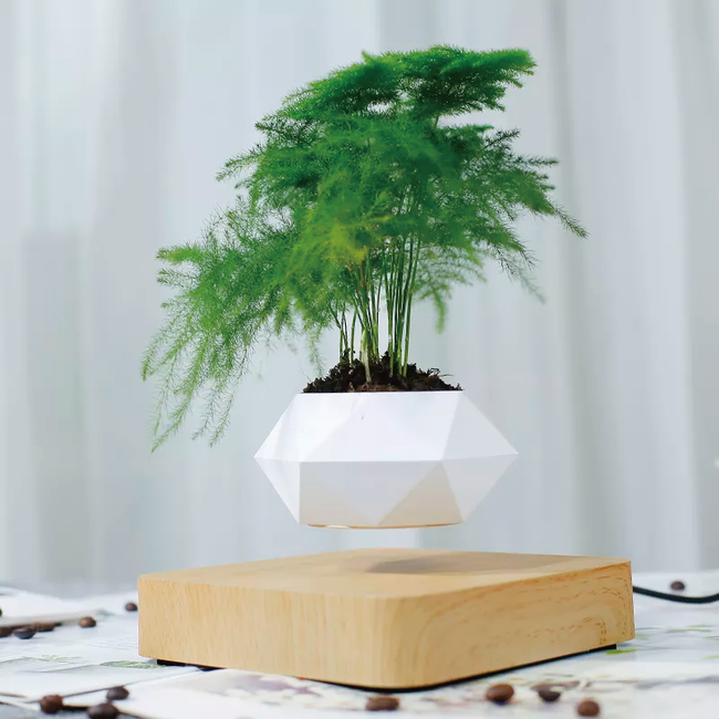 今季大人気 flying Fin 観葉植物ケース | www.terrazaalmar.com.ar