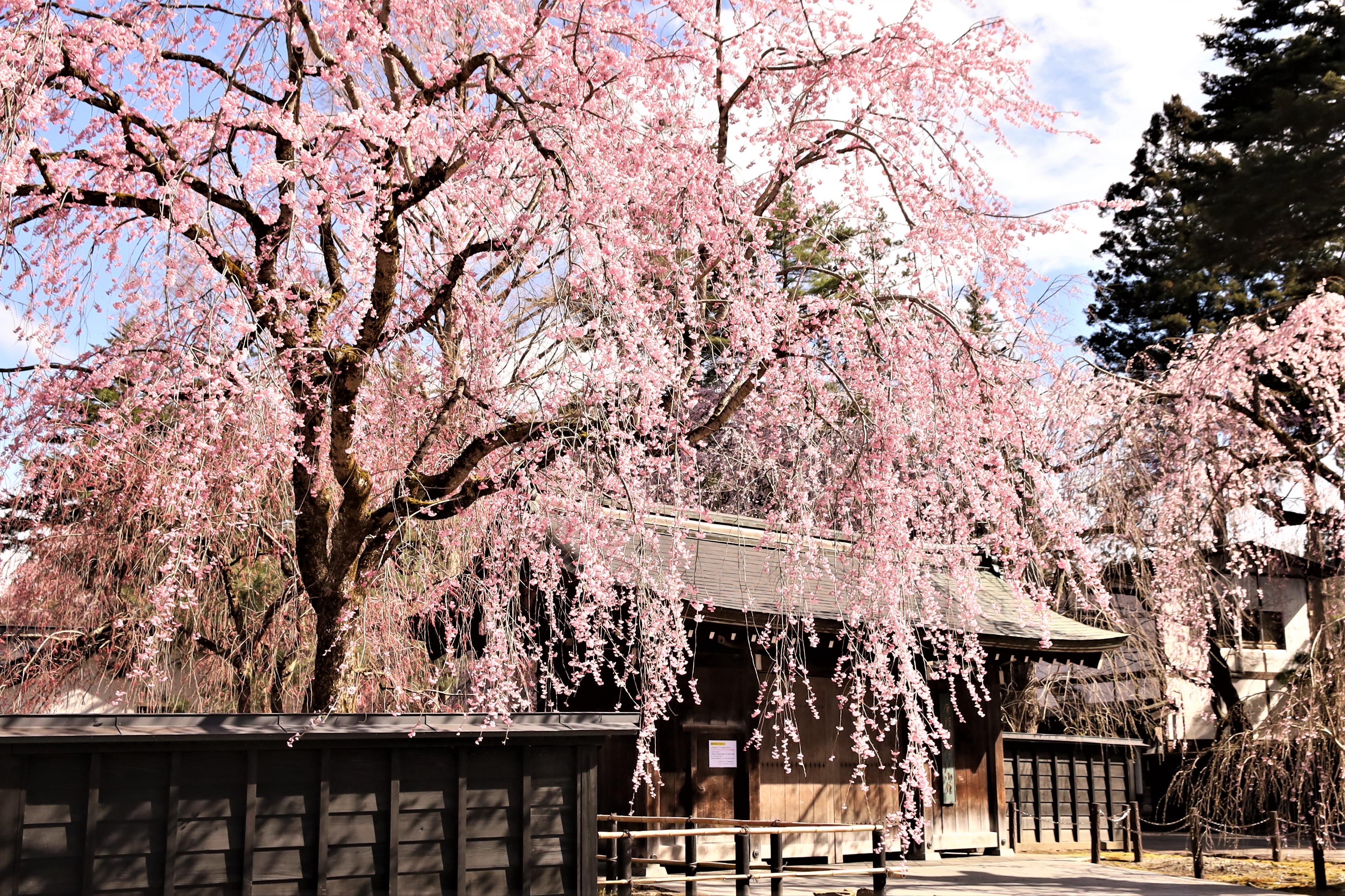 桜前線を追いかけて日本縦断 旅介 オンラインツアーシリーズ さくらプロジェクト 21 東京トラベルパートナーズ株式会社のプレスリリース