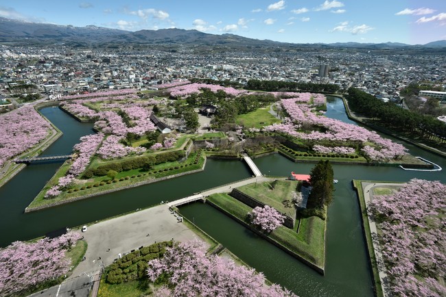 五稜郭の桜