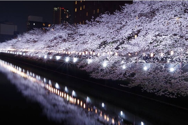 LEDライトによるライトアップで夜桜が更に華やかに LEDライトによるライトアップで夜桜が更に華やかに