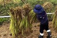 NASPAニューオータニが取り組む本気のSDGs「令和6年度南魚沼産コシヒカリ稲刈り体験」24回目の開催