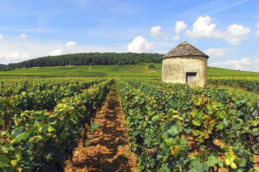 「ぶどう畑 (C) Alain Doire_Bourgogne Tourisme」