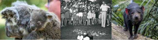 （写真左から）赤ちゃんコアラ（イメージ）、野鳥園として開園した歴史、タスマニアンデビル（イメージ）