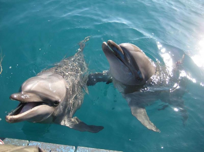 室戸ドルフィンセンター