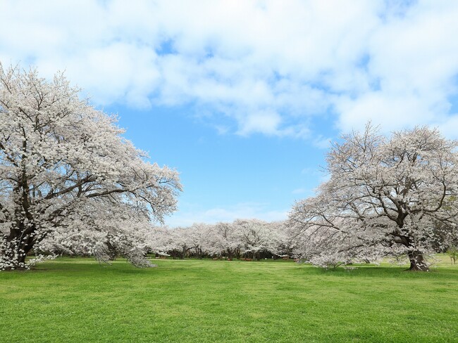 桜の園のソメイヨシノ